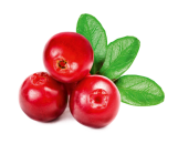 cranberry (1)